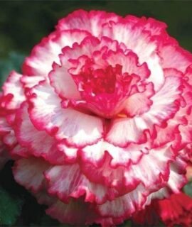 RADHA KRISHNA AGRICULTURE Begonia flower bulbs for Your Garden | multicolor Begonia Flowering Plants bulb | Summer & all season Flowering bulb for home Planters pack of 5 bulbs