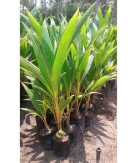 Guruji Plantation Coconut Live Fruit Sapling Kerala Variety Healthy Rooted Tree For Home Garden Outdoor Planting Black Plastic Pot Pack Of 1