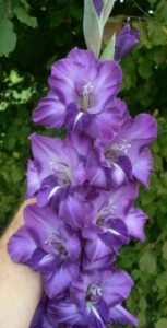 SVG Gladiolus flower bulbs for Your Garden | begni color Gladiolus Flowering Plants Bulbs | all season Flowering bulb for Planters pack of 5 bulbs
