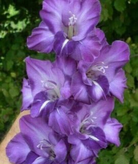 SVG Gladiolus flower bulbs for Your Garden | begni color Gladiolus Flowering Plants Bulbs | all season Flowering bulb for Planters pack of 5 bulbs