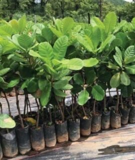 SISA GARDEN one healthy live Cashew nut/KAJU_Badam plant with grow bag
