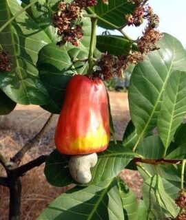 Golden Bloom Cashew Nut Tree Cashew Plant Kaju Plant Hybrid Air Layering Live Plant Height 1.5-2 FT (Anacardium Occidentale) Exotic Garden Plant(1 Healthy Live Plant)