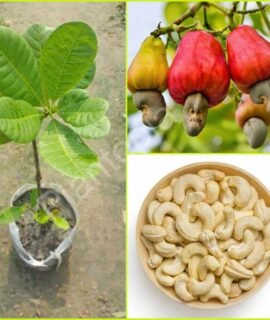 Plantopia Cashew Nut Tree (Anacardium occidentale) Live Plant | High Yield Kaju Tree for Farm & Outdoor Plantation_PP_Ta111