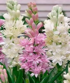 Rajanigandhaa flower plant, aromatic flowers bulb plant seeds different colour fragrance double petal all season hybrid seeds pack of 7