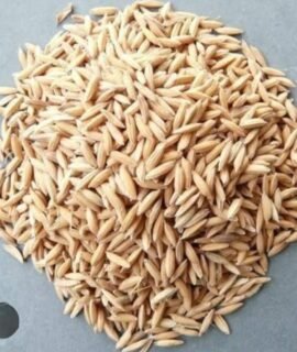 Organic Basmati Paddy Seeds, Sharbati Rice Seeds for Farming and Agriculture, 1 kg