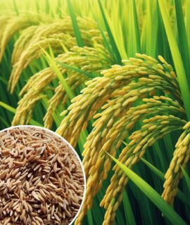 RUWAY Rice Paddy Seeds (Minikit Rice 101) 1kg | High Germination Rate | Perfect for Beginners & Experienced Gardeners