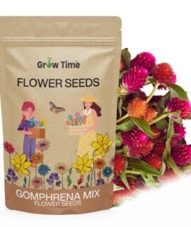 Growtime Gomphrena Mix Flowers Seed, Flowers Seed for Home Gardening, Flower Planting Seed for Kitchen, Gomphrena Mix Seeds (Pack of 50 Seeds)