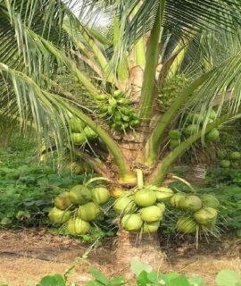TAPOBON Coconut Kerala Kalpasree Hybrid Dwarf Varaity Fruit Live Plants & Tree(2-4 Feet Size)