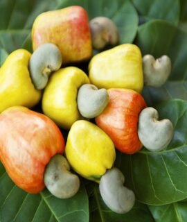 Kaju Seeds for Planting |Grow Cashew Trees at Home | Easy to Plant and Care, Ideal for Tropical Gardens, Pack of 10 Seeds