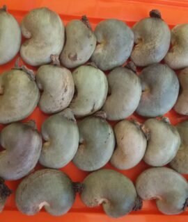 FarmCrane Cashew Nut Apple Fresh Seeds for plantation of Cashew Tree = 100 seeds pack